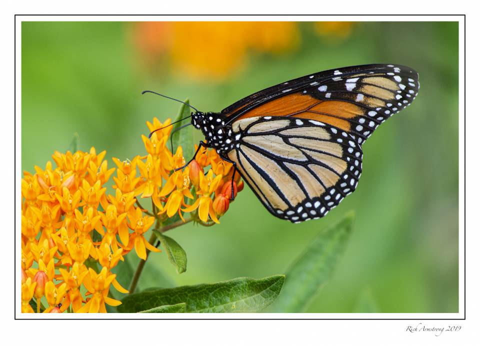 monarch on butterfly weed 2.jpg